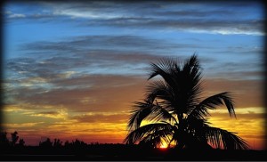 Sunset behind Palm